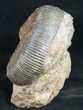 Beautifully Display Stephanoceras Ammonite #10881-4